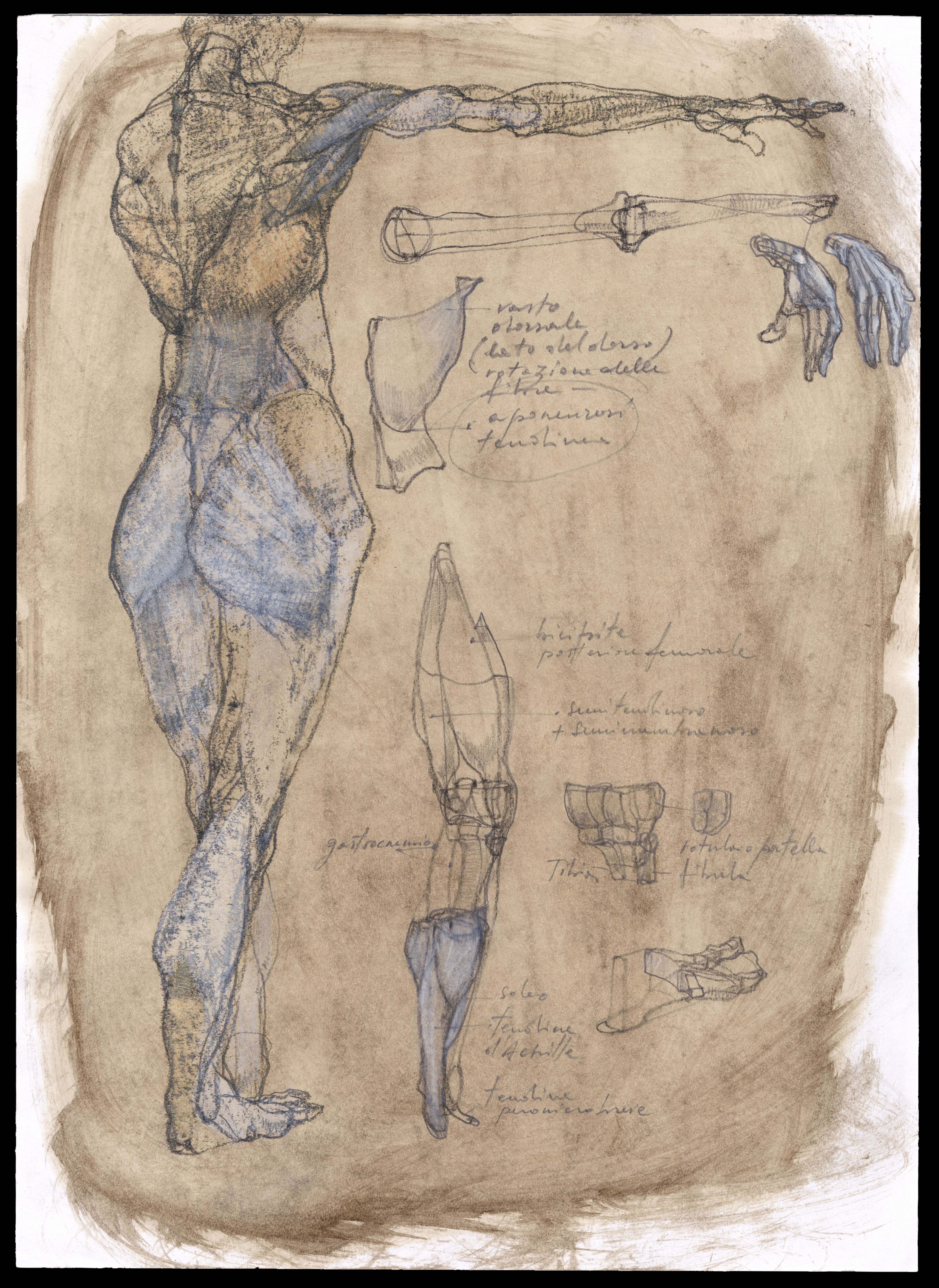 The Teaching Of Artistic Anatomy In The Contemporary Period
